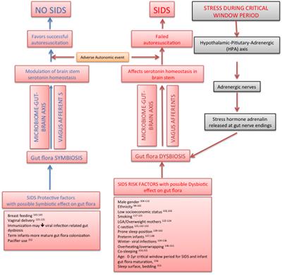 Microbiome–Gut–Brain Axis: A Pathway for Improving Brainstem Serotonin Homeostasis and Successful Autoresuscitation in SIDS—A Novel Hypothesis